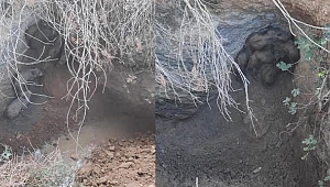 Yavru Domuzları Menderes Belediyesi Kurtardı