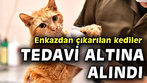 Enkazdan çıkarılan kediler tedavi altına alındı