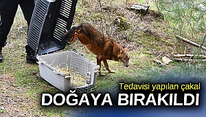 Tedavisi yapılan çakal doğaya bırakıldı