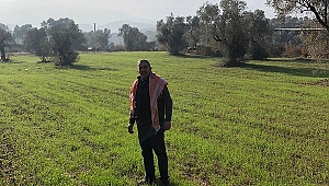 Beydağ’daki karakılçık buğdayları büyüyor