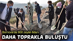 Bornova'da 800 zeytin fidanı daha toprakla buluştu