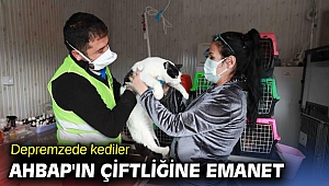 Depremzede kediler AHBAP'ın çiftliğine emanet