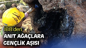 İBB'den anıt ağaçlara gençlik aşısı
