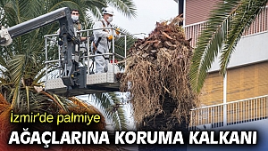 İzmir'de palmiye ağaçlarına koruma kalkanı