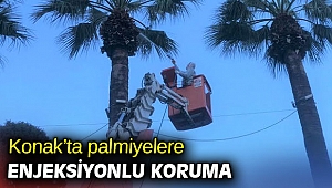 Konak’ta palmiyelere enjeksiyonlu koruma