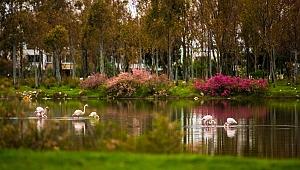 Aliağa’nın Flamingolarından Kartpostallık Görüntüler 