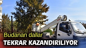 Bornova’da budanan dallar geri dönüşümle tekrar kazandırılıyor