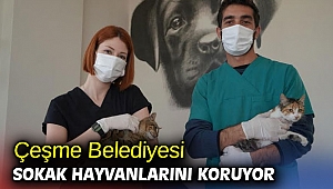 Çeşme Belediyesi sokak hayvanlarını koruyor