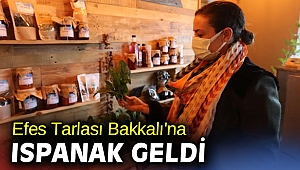 Efes Tarlası Bakkalı'na ıspanak geldi