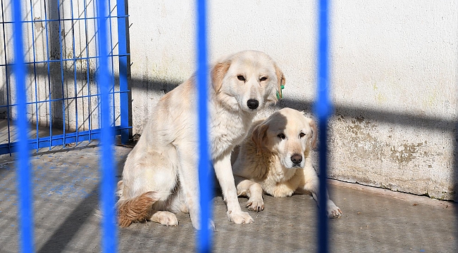 Kusadasi Nin Can Dostlari Yalniz Degil Yerel Haberler Oncu Sehir Gazetesi