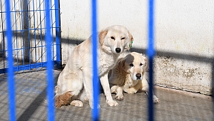 Kuşadası’nın can dostları yalnız değil