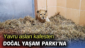 Yavru aslan kafesten kurtarıldı