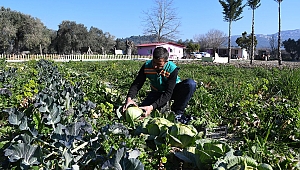 Adabahçe’de kış hasadı sürüyor
