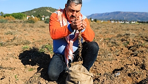Atalık Karakılçık Buğday ekimi başladı
