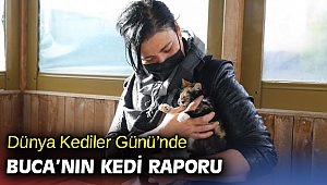 Buca Belediyesi 17 bin kediye kucak açtı 