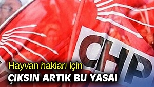 CHP’li Beko: Hayvan Hakları Yasası neden hala yasalaşmıyor?