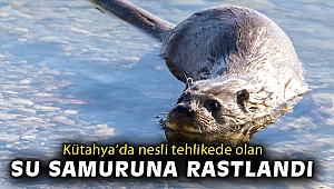 Kütahya’da nesli tehlikede olan su samuruna rastlandı