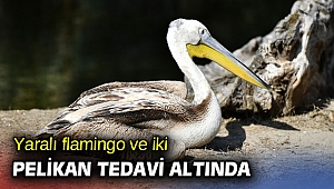 Yaralı flamingo ve iki pelikan tedavi altında