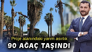 Yarım asırlık ağaçlar inşaat alanından başka yere taşındı