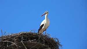Leylekler Efes Selçuk semalarında
