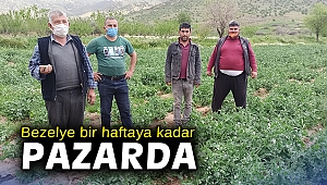 Bezelye bir haftaya kadar pazarda