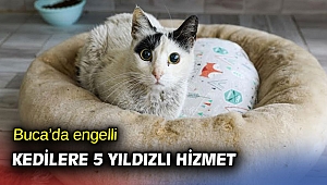 Buca Belediyesi kedileri yuvasız bırakmadı