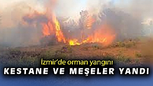İzmir'de orman yangını: 500 kestane ve meşe ağacı yandı   