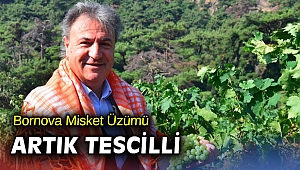 Kınalı bamyadan sonra misket üzümü de tescillendi