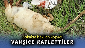 Sokakta bakılan köpek vahşice katledildi
