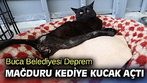 Buca Belediyesi Deprem mağduru kediye kucak açtı