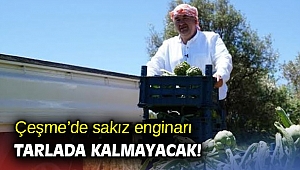 Çeşme’de sakız enginarı tarlada kalmayacak!