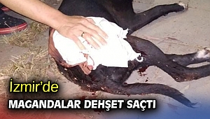 İzmir’de magandalar dehşet saçtı