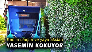 Kentin ulaşım ve yaya aksları yasemin kokuyor