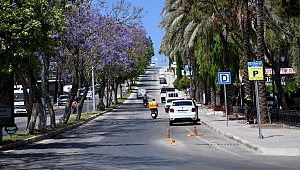 Kuşadası’nda Jakaranda ağaçları çiçeklerini açtı