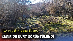 Uzun yıllar sonra ilk kez İzmir’de kurt görüntülendi