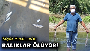 Büyük Menderes'te balık ölümleri başladı