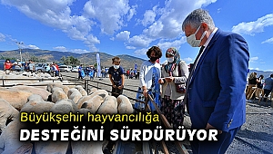 Büyükşehir hayvancılığa desteğini sürdürüyor