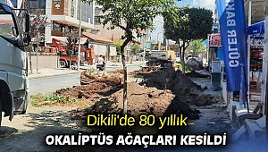 Dikili'de 80 yıllık okaliptüs ağaçları kesildi