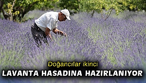 Doğancılar ikinci lavanta hasadına hazırlanıyor