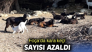 Foça’da kara keçi sayısı azaldı