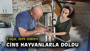 Foça, terk edilen cins hayvanlarla doldu