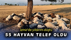 İzmir’de yıldırım düştü, 55 küçükbaş hayvan telef oldu