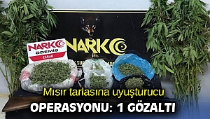 Mısır tarlasına uyuşturucu operasyonu: 1 gözaltı