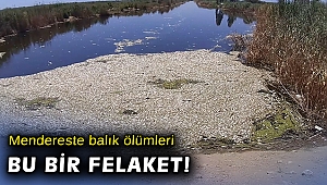 Büyük Menderes’te toplu balık ölümleri tedirgin ediyor