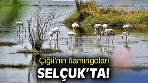 Çiğli’nin flamingoları Selçuk’ta!