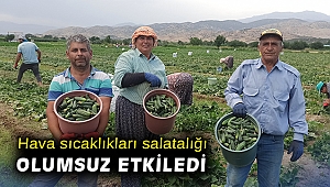Hava sıcaklıkları salatalığı olumsuz etkiledi