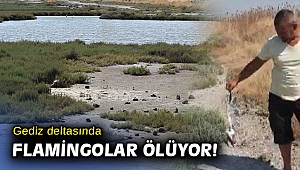 İzmir'in de flamingoları ölüyor... Yetkililer endişeli...