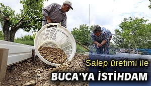 Kilogramı 750 TL’yi bulan salep Buca’da üretilecek