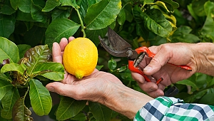 Akdeniz Meyve Sineği ile bölgesel mücadele çağrısı