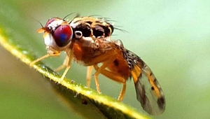 Akdeniz Meyve Sineği ile mücadele devam ediyor